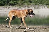 DOGUE ALLEMAND 149